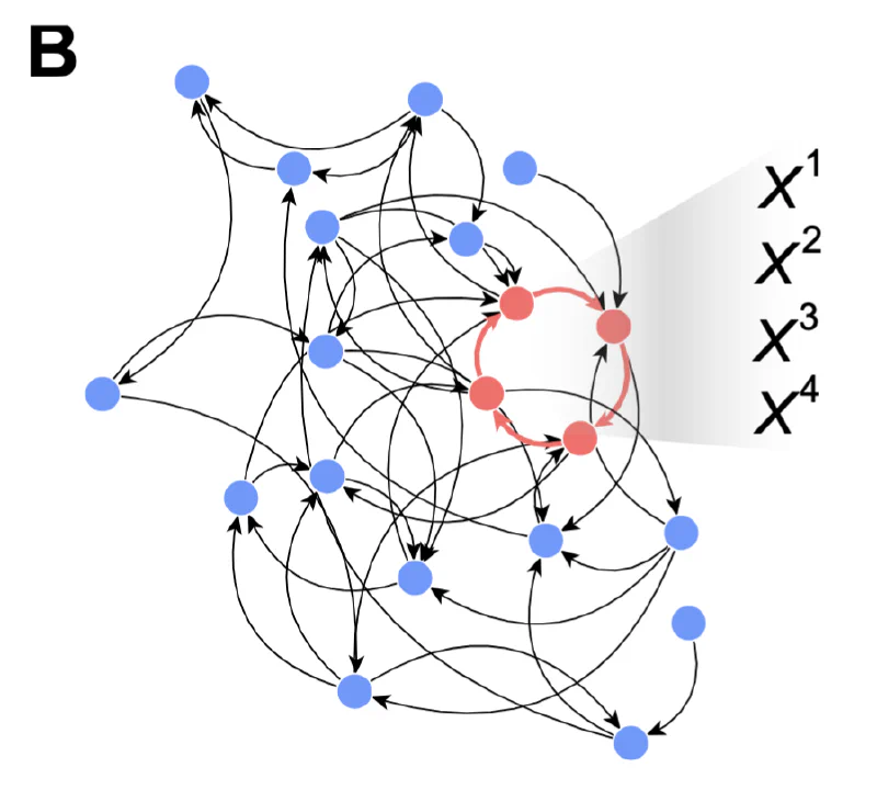 Directed Cycles as Higher-Order Units of Information Processing in Complex Networks